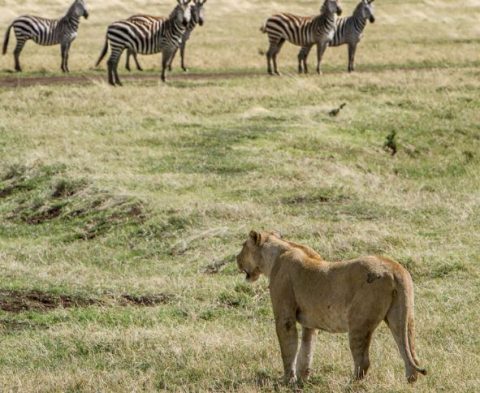 リベリアへの行き方と治安、観光スポットおすすめをまとめてみた! pickup!トレンドnews&info