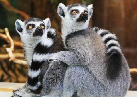 東山動物園は再入場できる 注意点とおすすめポイントはここ Pickup トレンドnews Info 東山動物園は再入場できる 注意点とおすすめポイントはここ Pickup トレンドnews Info